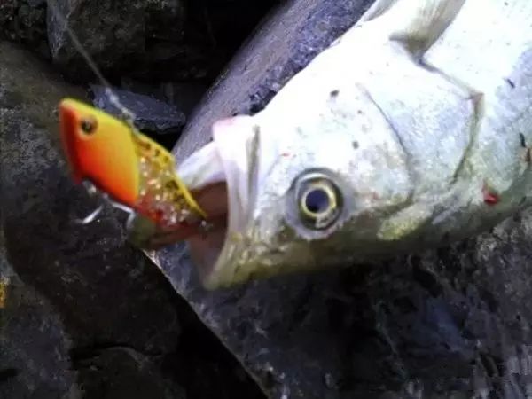 【钓鱼技巧】路亚海鲈鱼的拟饵介绍分析。