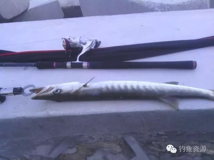 路亚岸钓亚龙湾 铁板钓法意外斩获梭鱼。