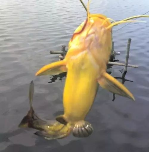 【技巧分享】江河抛竿流水钓黄颡鱼的七个技巧。