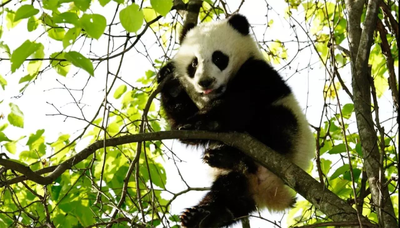 关于野生大熊猫的三个故事 | 正午