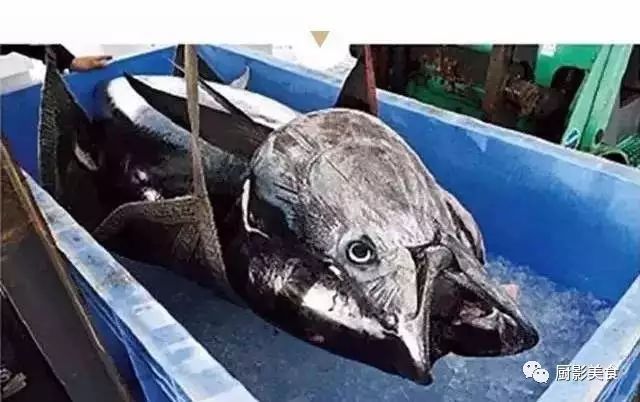 史上最昂贵的蓝鳍金枪鱼捕获现场