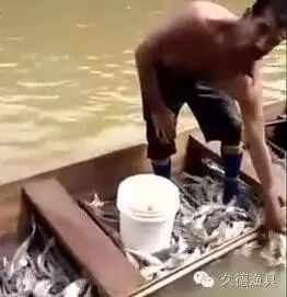 【视频】高手钓鱼不用竿和线，钓满一船