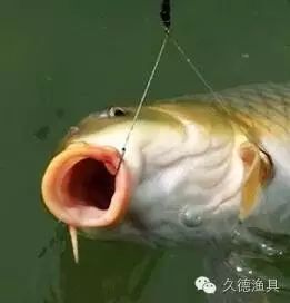 【干货】秋季钓鲤鱼饵料的搭配方法和经验