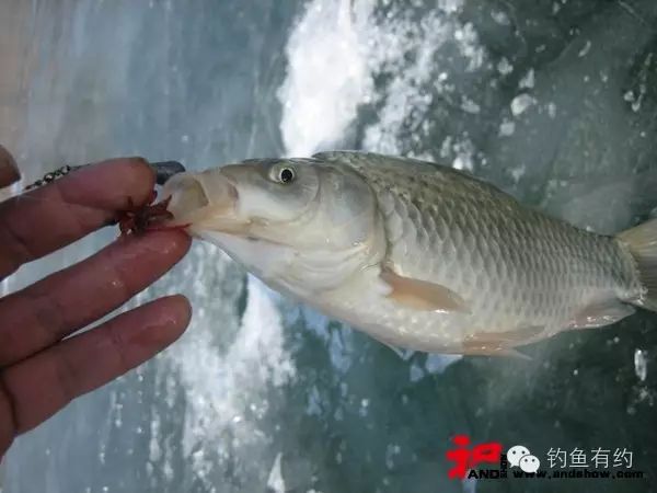 冬季冰钓鲫鱼的钓法技巧