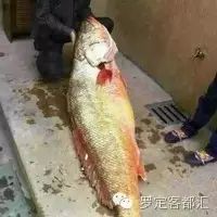 有一种鱼，就连号称吃货的广东人都会犹豫，因为……