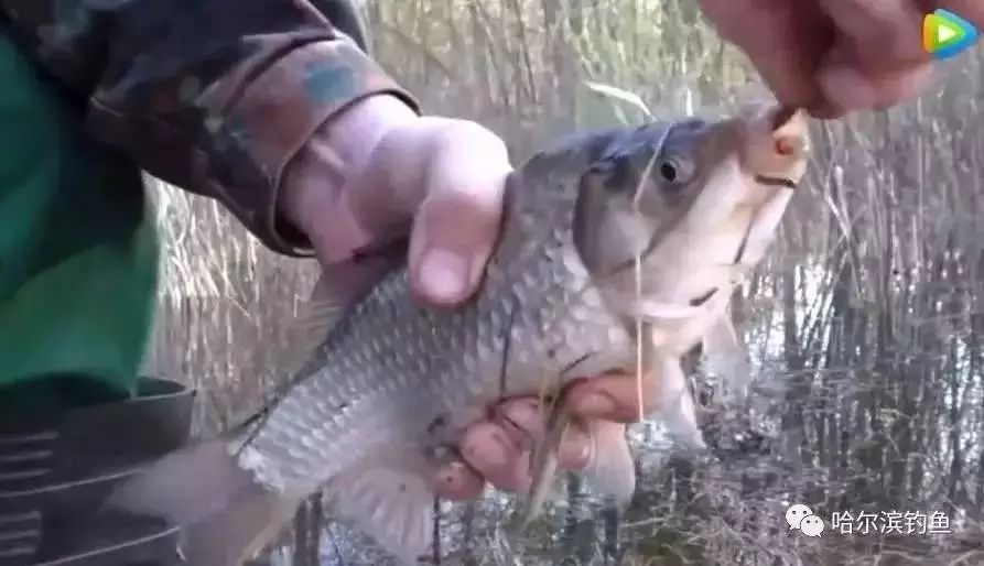 【钓鱼视频】神奇！鱼饵养在瓶里，挂在鱼线上当铅坠