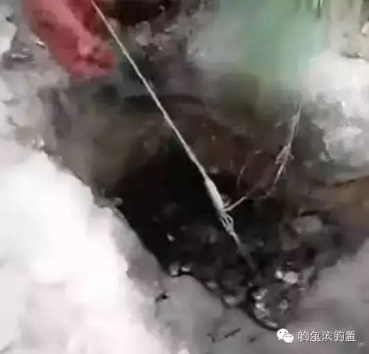 【钓鱼视频】河床上冰钓大鱼，看着真让人羡慕！