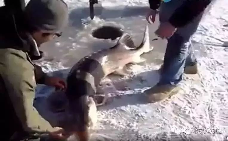 【钓鱼视频】浅水冰钓，提前打窝效果才好