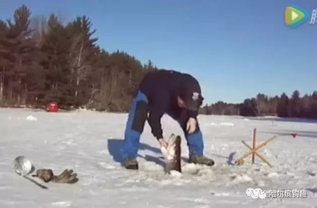 【视频】惊险冰钓，狂拉狂拉水下100米大狗鱼