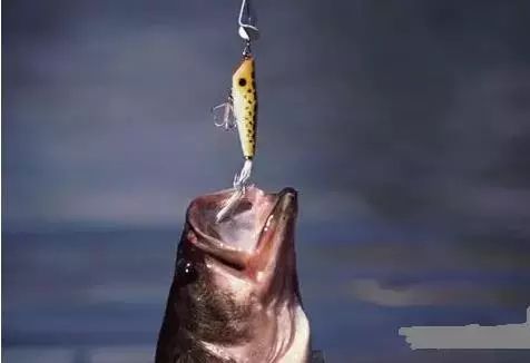 钓鱼，是极残忍的杀生。几则果报实例