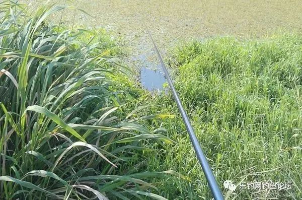 钓鱼技巧 || 冬季钓鱼为什么要选择在水草边与草洞？