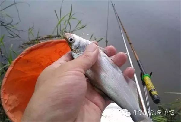 钓鱼技巧 || 逗钓大鱼的五种情况和钓法
