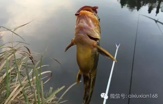秋季钓黄颡鱼的五个实用技巧