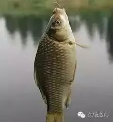 【渔乐知识】钓鱼子线到底用多长？