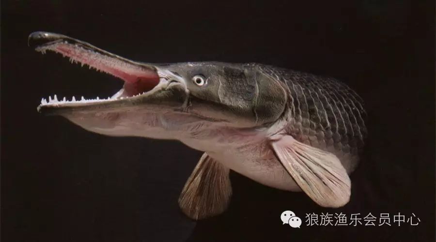 盘点世界九大最凶猛最庞大的淡水鱼