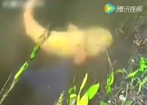 （视频）钓鱼无意捕获一条罕见白化巨型鲶鱼