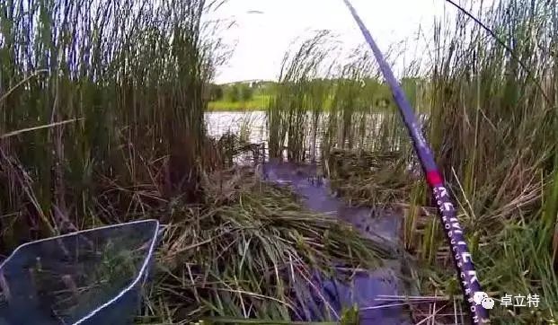 （视频）野河芦苇丛里钓鲤鱼，连竿溜鱼到手酸