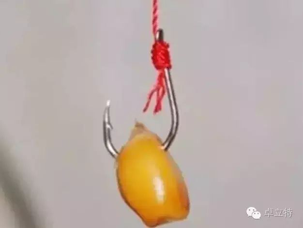 玉米粒钓鱼挂钩方法与垂钓技巧