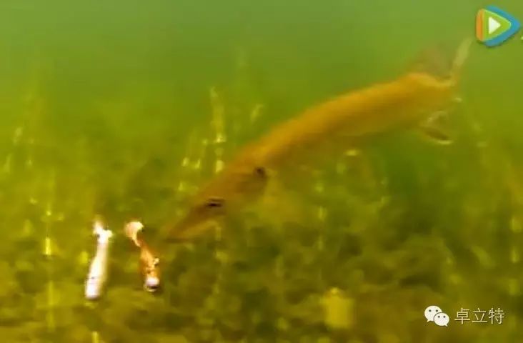（视频）如此目中无竿的鱼让我们钓鱼人脸往哪儿放