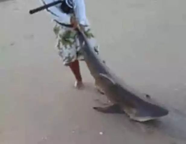 男子沙滩海钓, 没想到钓到个大家伙, 和鱼拔河比赛, 看着是鲨鱼