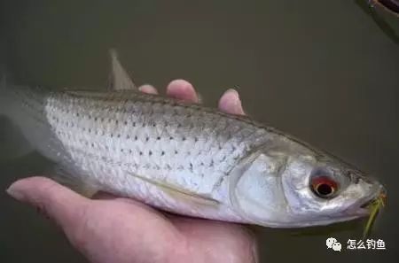 赤眼鳟鱼的习性和抛竿钓的实用技巧！