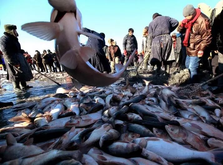查干湖冬季捕鱼，一网打出几十万斤渔获