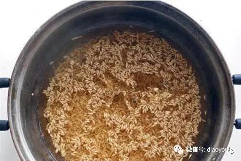 野钓高手教你，用中药泡玉米麦子饵！