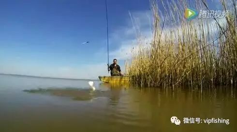 唯美视频 | 我爱钓鱼，一狗一竿走江湖。