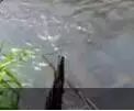 小哥溪边钓鱼 放下鱼钩以后只顾看鲤鱼打架.