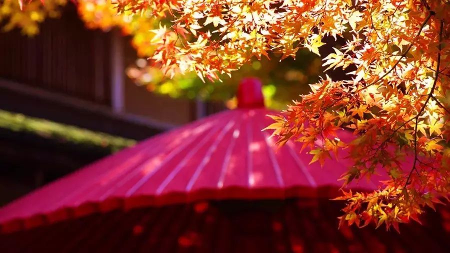 独家泡汤赏枫丨651起京都风韵の秋日假期，首选苏州书香世家，还有N多活动