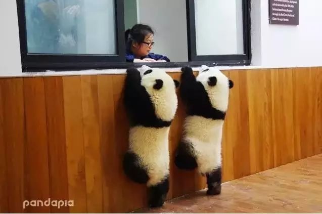 熊猫妈妈亲子营侧记