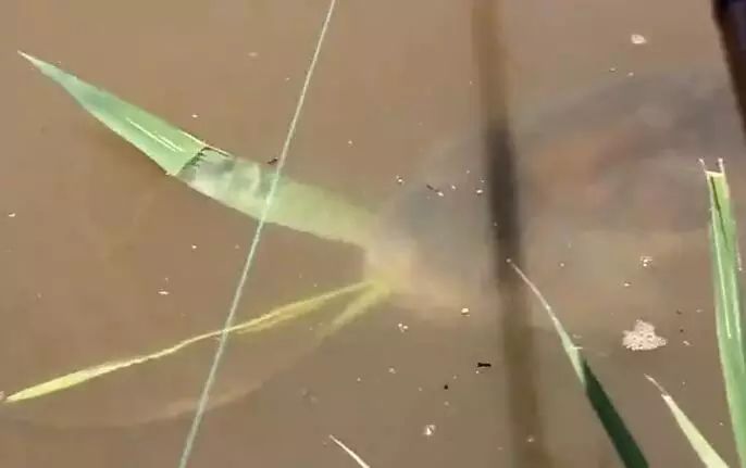 【精选视频】钓鱼正连杆，突然一条大草鱼，来到身边吃草