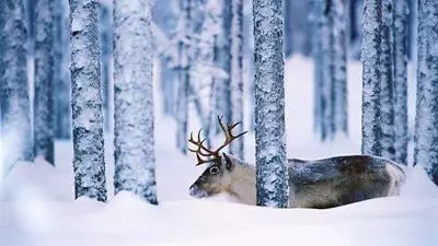 冬天来瑞典，瑞典外交部给出十大理由，这个圣诞节，慢享北欧带你全体验。