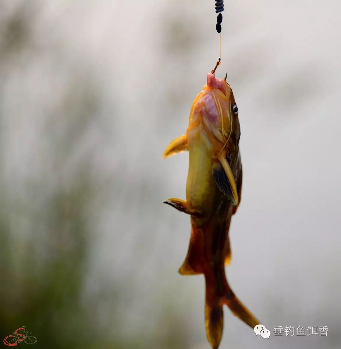 【钓鱼技巧】秋季钓黄颡鱼的多个小窍门分享