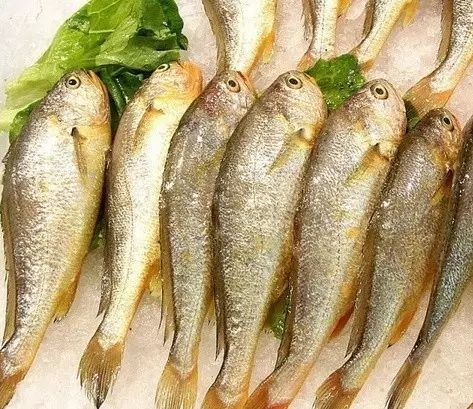 震惊！连江一条黄花鱼竟卖400多万的高价。。。