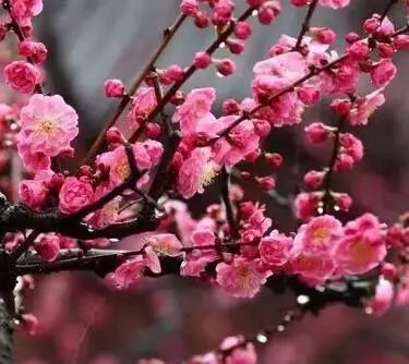 青岛最美的花，带上你最爱的人，春天赏花全攻略！