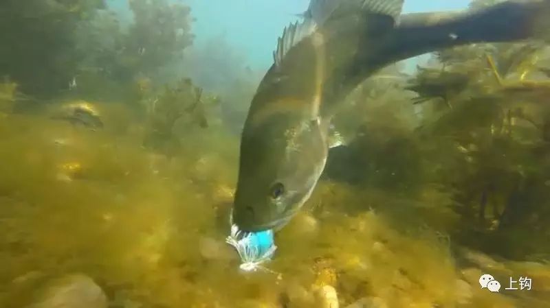 鱼生百态，水下实拍鲈鱼是如何5次成功偷饵