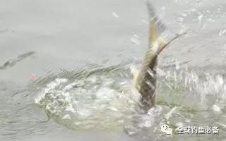 手竿钓鱼容易跑鱼原因有哪些？