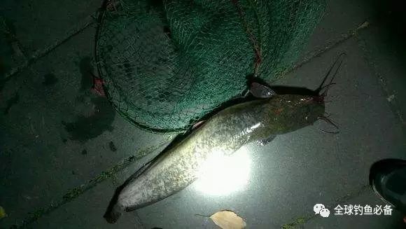 夜钓，如何使用小白条作饵钓鲶鱼？