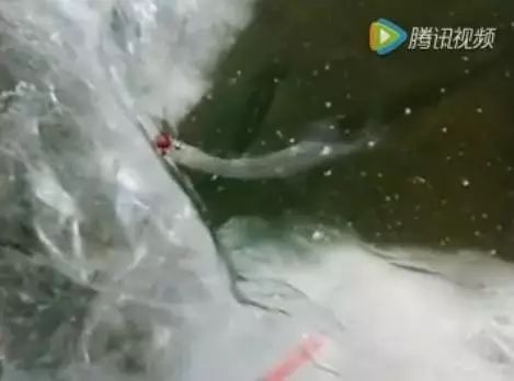 （视频）冰钓再次发现怪鱼！司令部钓友发来鉴定请求！