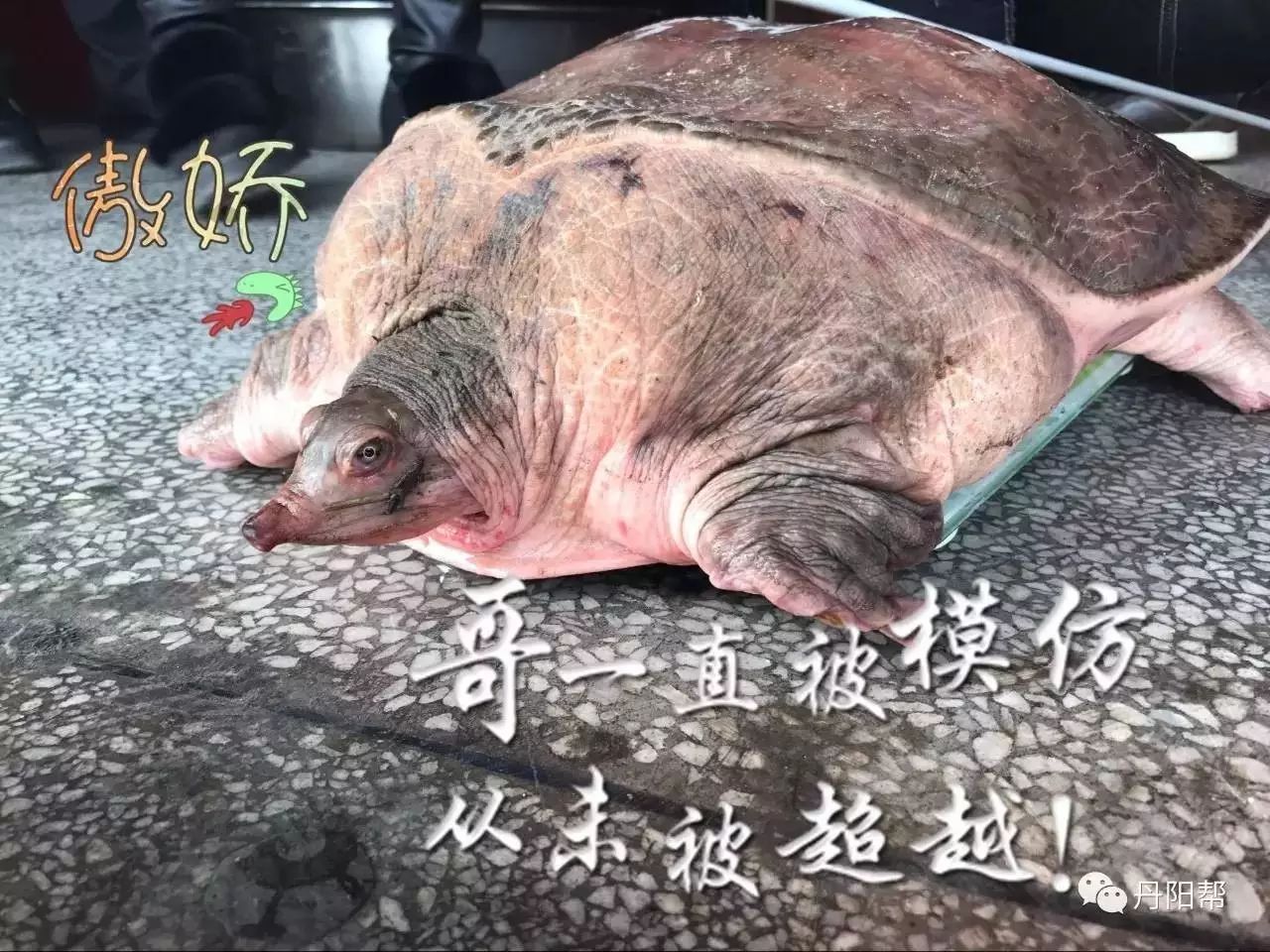 泰山水库惊现18斤大甲鱼