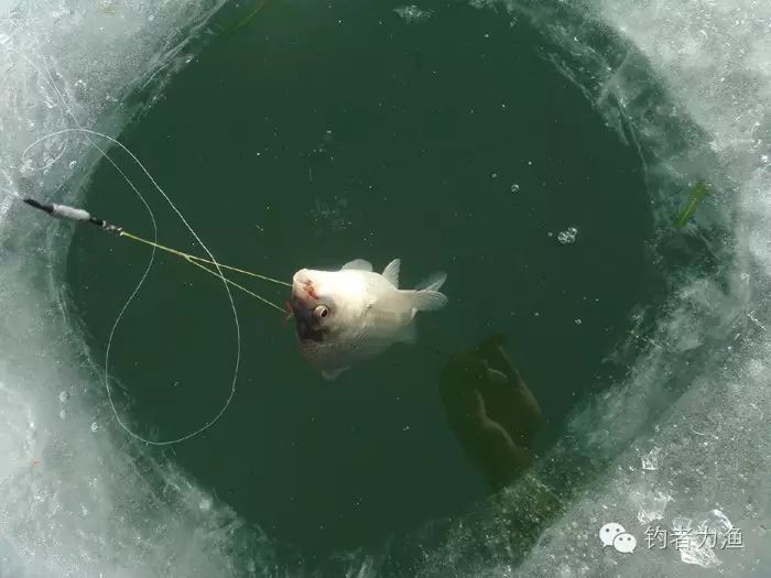 冬季冰洞钓鱼技巧