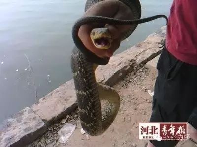 见过钓鱼，你见过钓蛇吗？只是结局有点残忍。。。