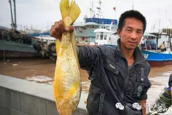 这种鱼一条就卖了400万元！陆丰的渔民能抓到吗？