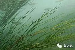 泗洪冬春季 怎样在有底草的水域垂钓