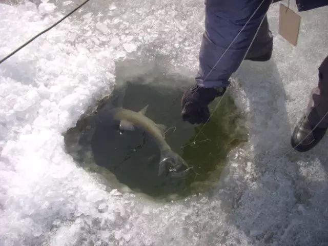 冰钓技巧必备，简单实用！