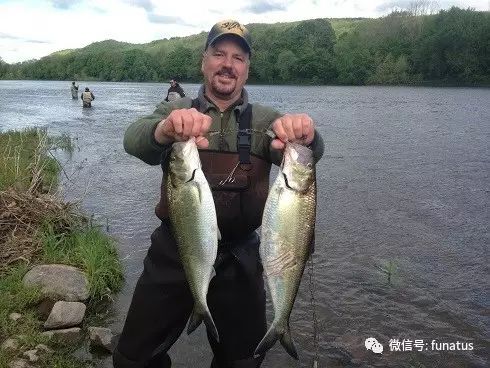 鱼种 | 美国的三种鲥鱼（Shad）,4到6月冲进内河！