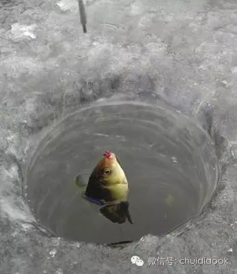 北方冬季冰钓的实用技巧总结！