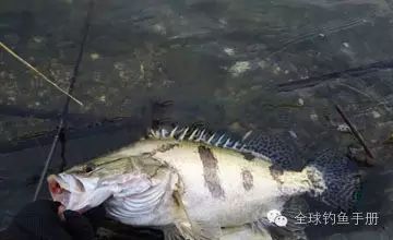 钓友分享秋季路亚鳜鱼的技巧