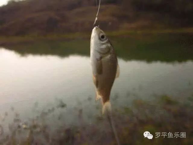 【钓鱼技巧】秋季钓鱼怎样避免小鱼闹漂？